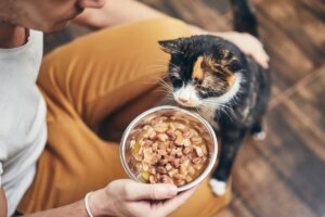 Kot i jedzenie w misce. Czy rozważasz zmienić karmę kotu?