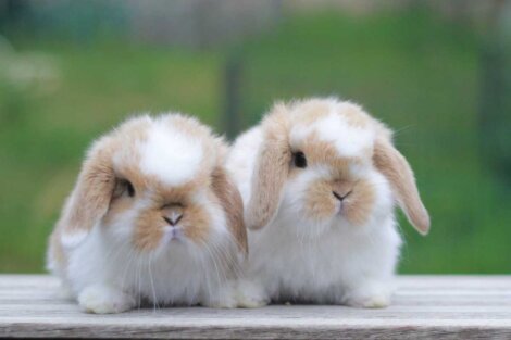 Wścieklizna u królików: przyczyny, objawy i leczenie