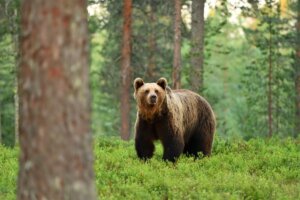 Niedźwiedź brunatny, jeden z zagrożonych ssaków.