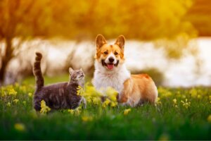 Pies i kot, a jak wygląda nowe prawo o ochronie zwierząt?