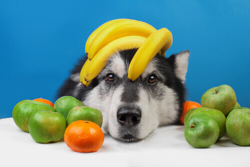 Pies i owoce wśród toksycznych pokarmów.