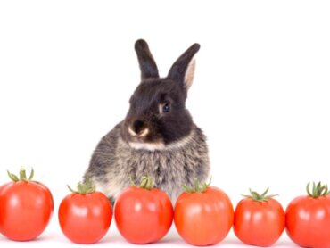 Czy króliki mogą jeść pomidory?