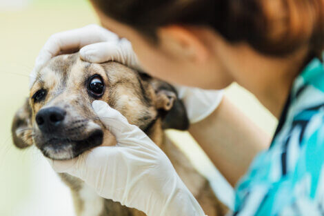 Anizokoria u psów: przyczyny, diagnoza i leczenie