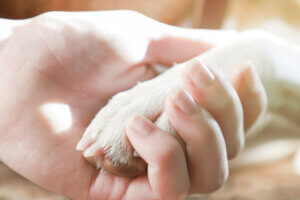 trzymanie łapy psa w ludzkiej dłoni