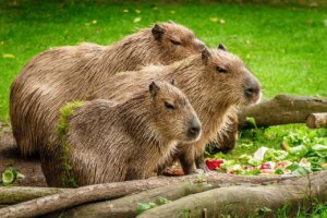 Kapibara z młodym.