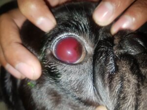 Krwistek oka u psa.