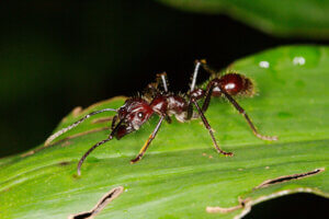 Mrówka paraponera clavata