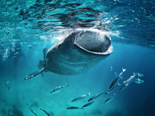 Rekin wielorybi w trakcie połowu pożywienia.