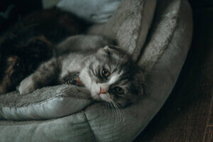 Stres jest jednym z głównych czynników wywołujących FLUTD u kotów. Credit: Tan Danh/Pexels.