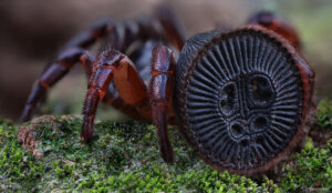 Cyclocosmia: Czy pająk przypominający pieczątkę jest niebezpieczny?