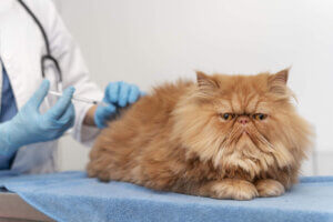 Kot perski jest uważany za rasę najbardziej predysponowaną do FLUTD. Źródło: Freepik.