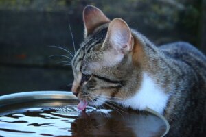 Spożycie wody może mieć znaczenie w zapobieganiu FLUTD u kotów. Źródło: Rihaij/Pixabay.