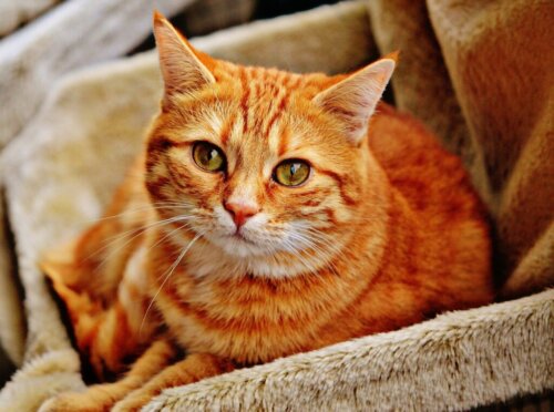 Tasiemce u kotów: rodzaje, objawy i leczenie