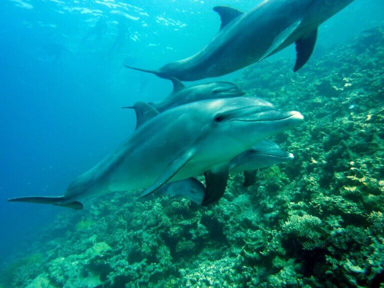 Delfiny, fakty o zwierzętach.