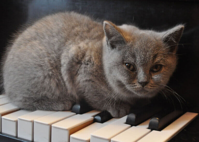 Kot siedzi na pianinie.
