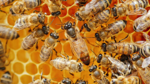 Królowa pszczół: funkcje i zachowanie w ulu
