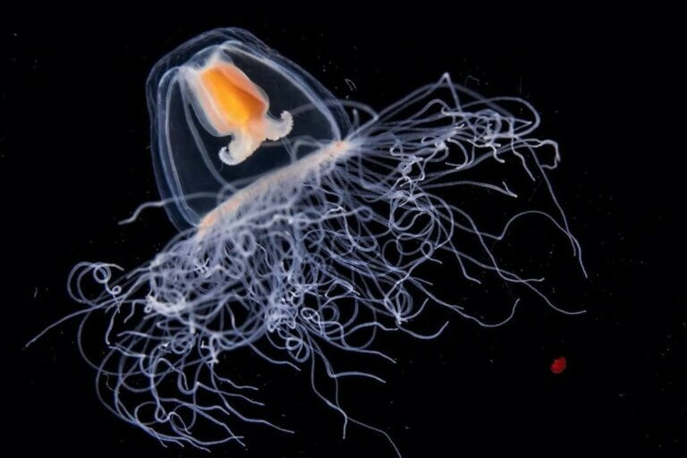 Medusa Turritopsis nutricula. Znaczenie meduz dla ekosystemu.