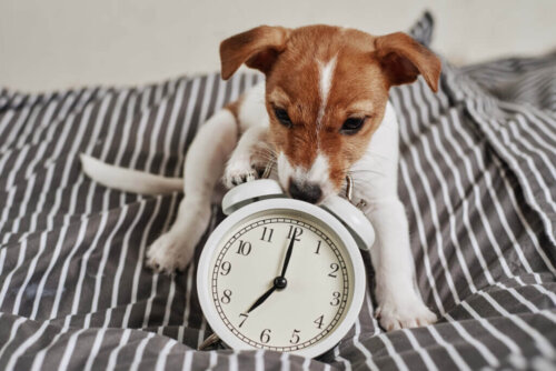 Czy wiesz, że psy mają poczucie czasu?
