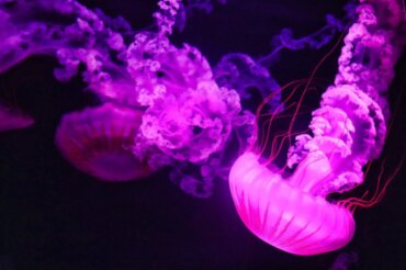 Znaczenie meduz: dlaczego są tak potrzebne?