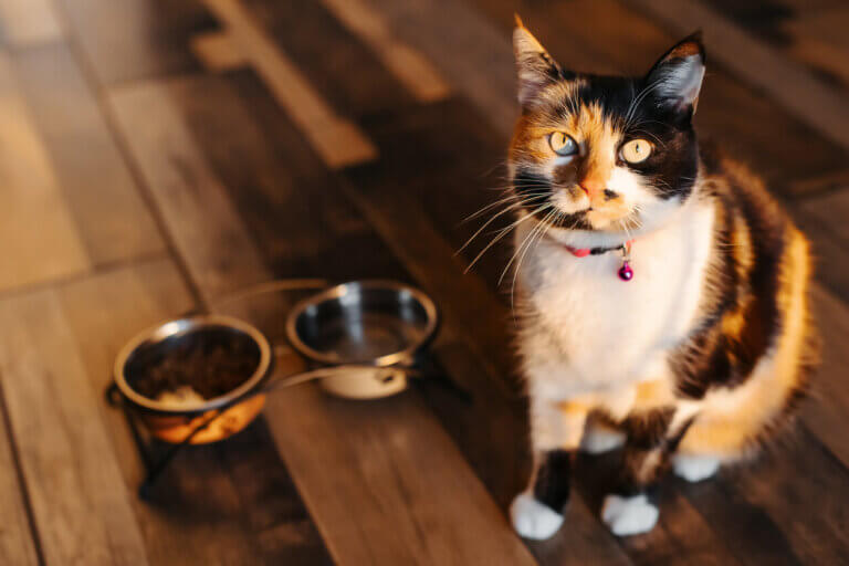 Samce kotów z zespołem Klinefeltera mają trzy kolory sierści i mogą wykazywać problemy poznawcze i rozwojowe. Źródło: Yurii Kifor/iStockphoto.