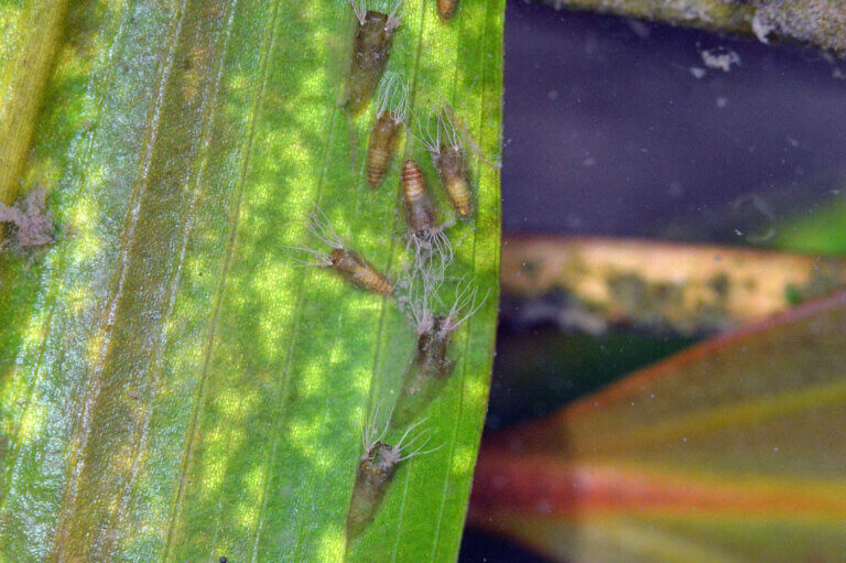 Czarne muchy rozmnażają się wzdłuż brzegów rzek. Zdjęcie przedstawia poczwarki Simulium erythrocephalum pod liśćmi rośliny wodnej. Źródło: Desinsectador.
