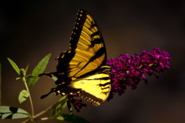 Motyle: poznaj ich siedliska i dietę
