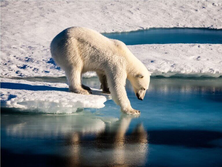 Niedźwiedź arktyczny i masowe wymieranie.