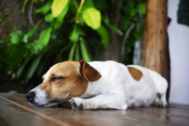 Omdlenie u psów lub nagłe zasłabnięcie: na co należy uważać?