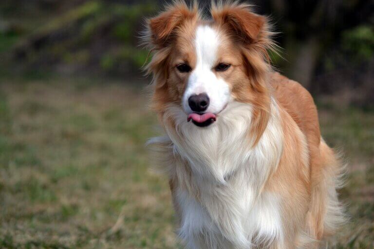Ee red border collie