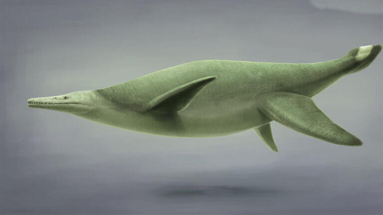 Gallardosaurio jeden z okazów Gadów morskich