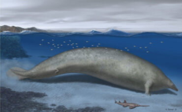 Odkryty nowy gatunek wieloryba może być najcięższy w historii