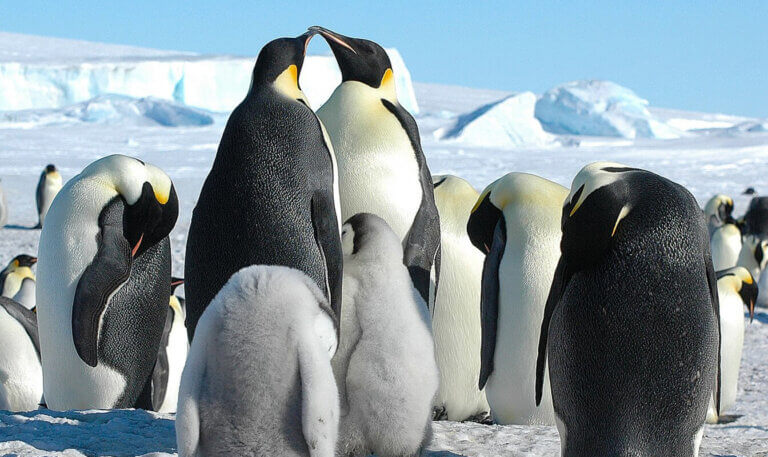 Grupa pingwinów cesarskich, jedne z zagrożonych pingwinów.