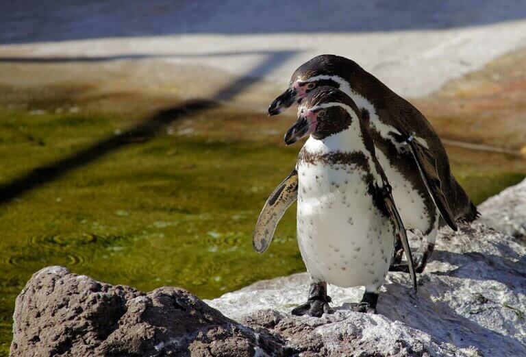 Pingwin peruwiański, to jeden z gatunków zagrożonych pingwinów.