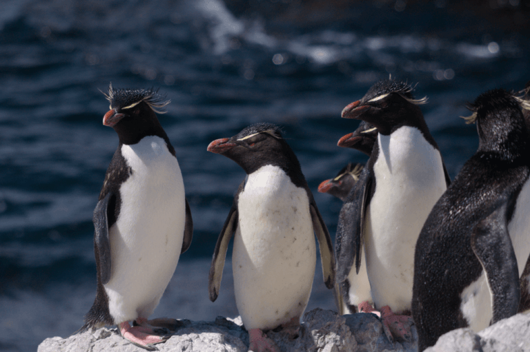 Pingwin skalny