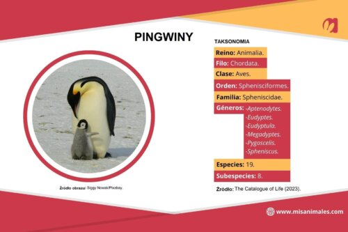 Pingwiny infografika