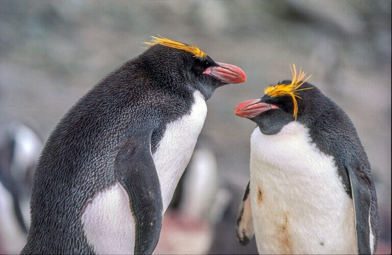 Pingwiny złotoczub. Jedne z zagrożonych pingwinów.