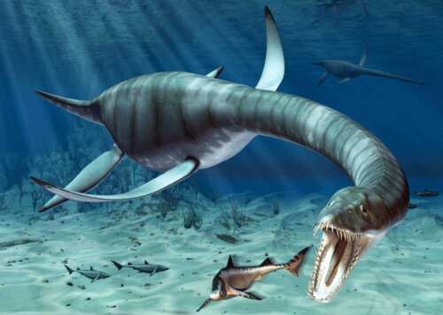 Plezjozaur  jeden z okazów Gadów morskich