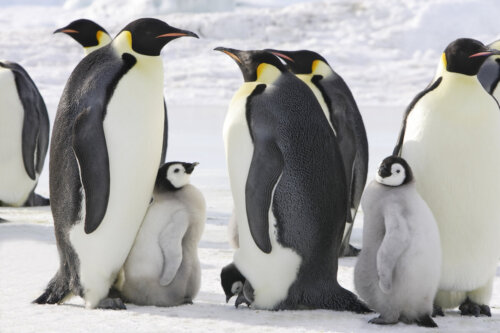 7 zagrożonych pingwinów