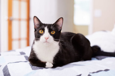 Czarno-białe koty: charakterystyka i ciekawostki