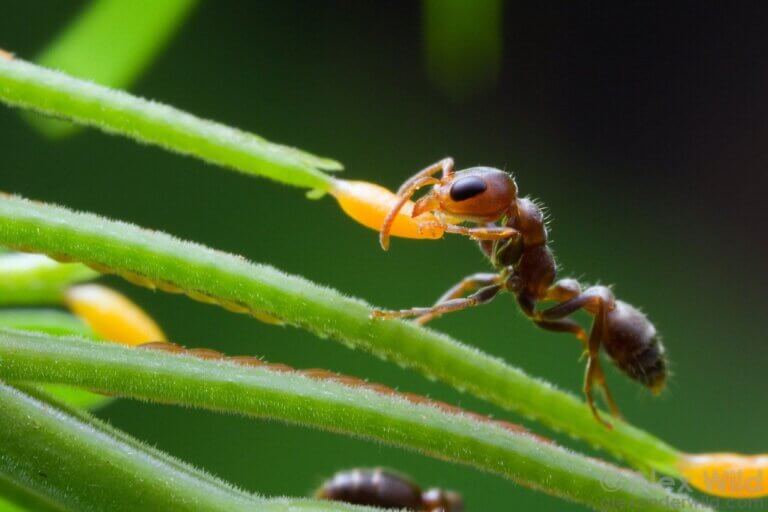 Mrówka i przykład mutualizm