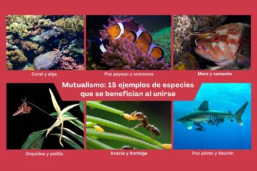 Mutualizm: 15 przykładów gatunków, które czerpią korzyści ze współpracy