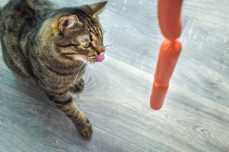 Kot oblizuje się na widok parówek, ale czy koty mogą jeść kiełbasę?