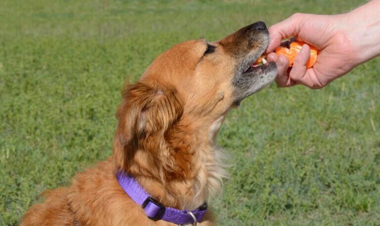 Pies je mandarynkę