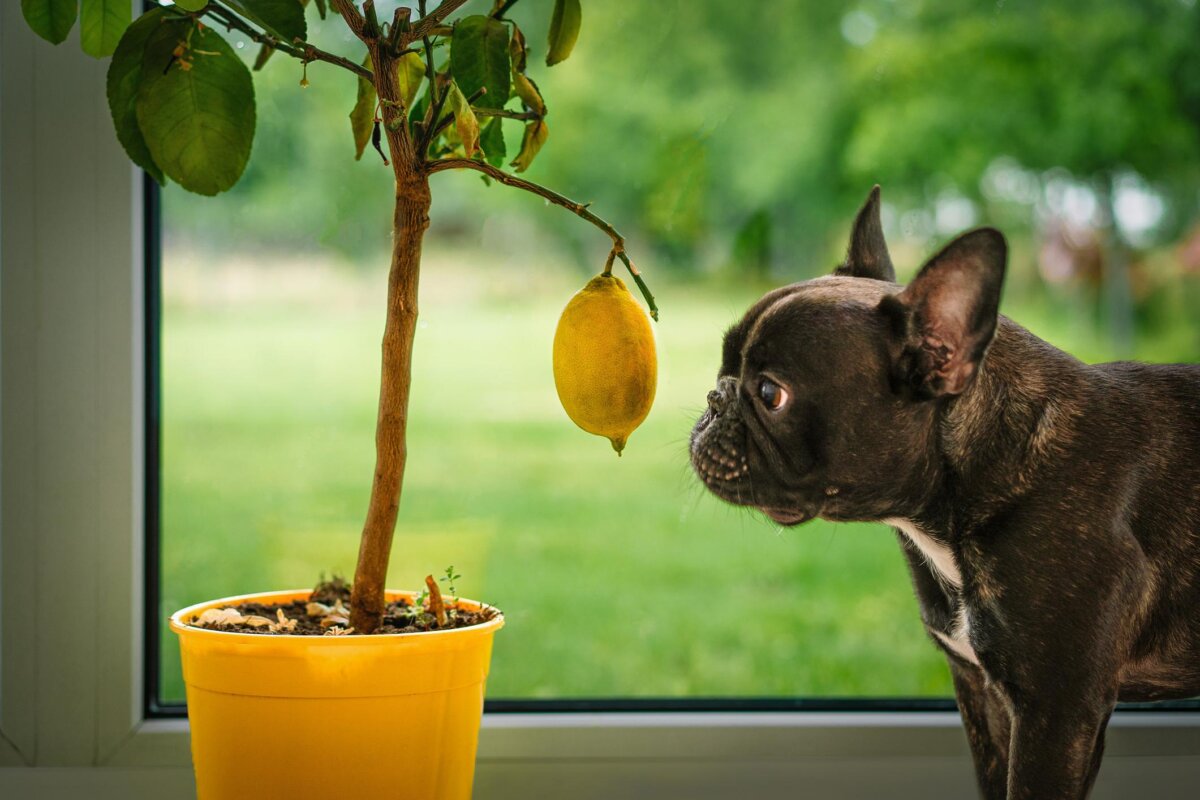 Powody, dla których psy nie powinny jeść cytryny