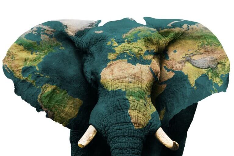 Mapa na słoniu