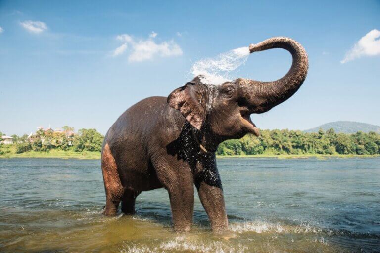 Słoń myje się