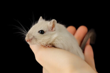 Myszoskoczek jako zwierzak domowy – oto 7 interesujących faktów
