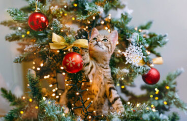 Koty i choinki - 11 strategii, dzięki którym unikniesz świątecznych katastrof