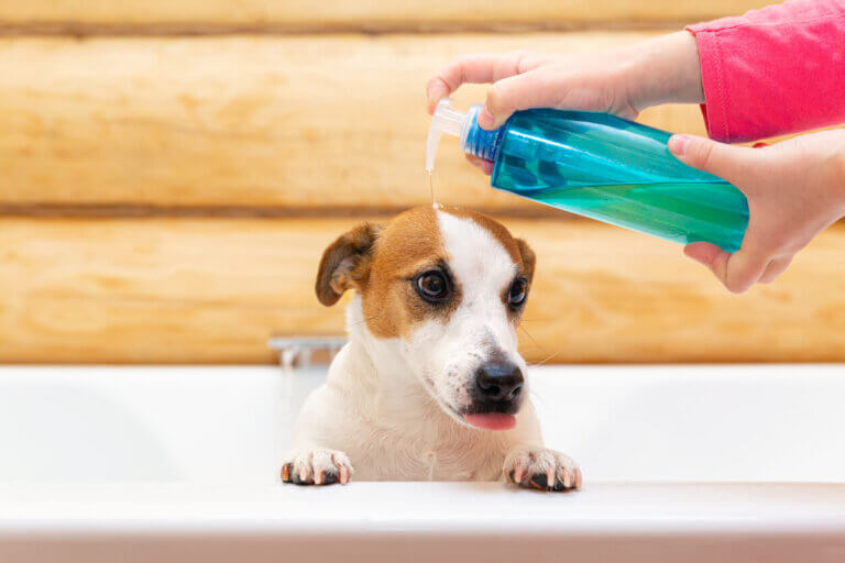 Kąpiel psa szamponem