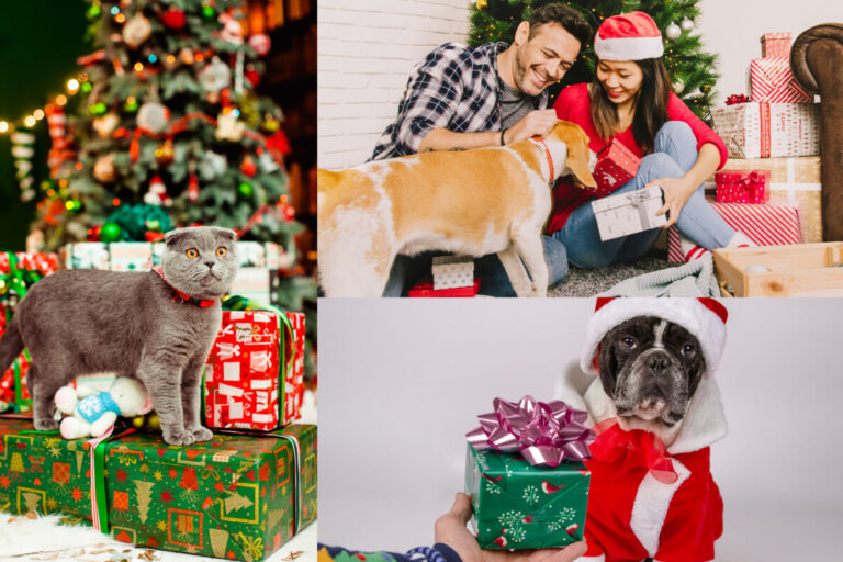 Pomysły na prezenty świąteczne dla zwierząt na święta